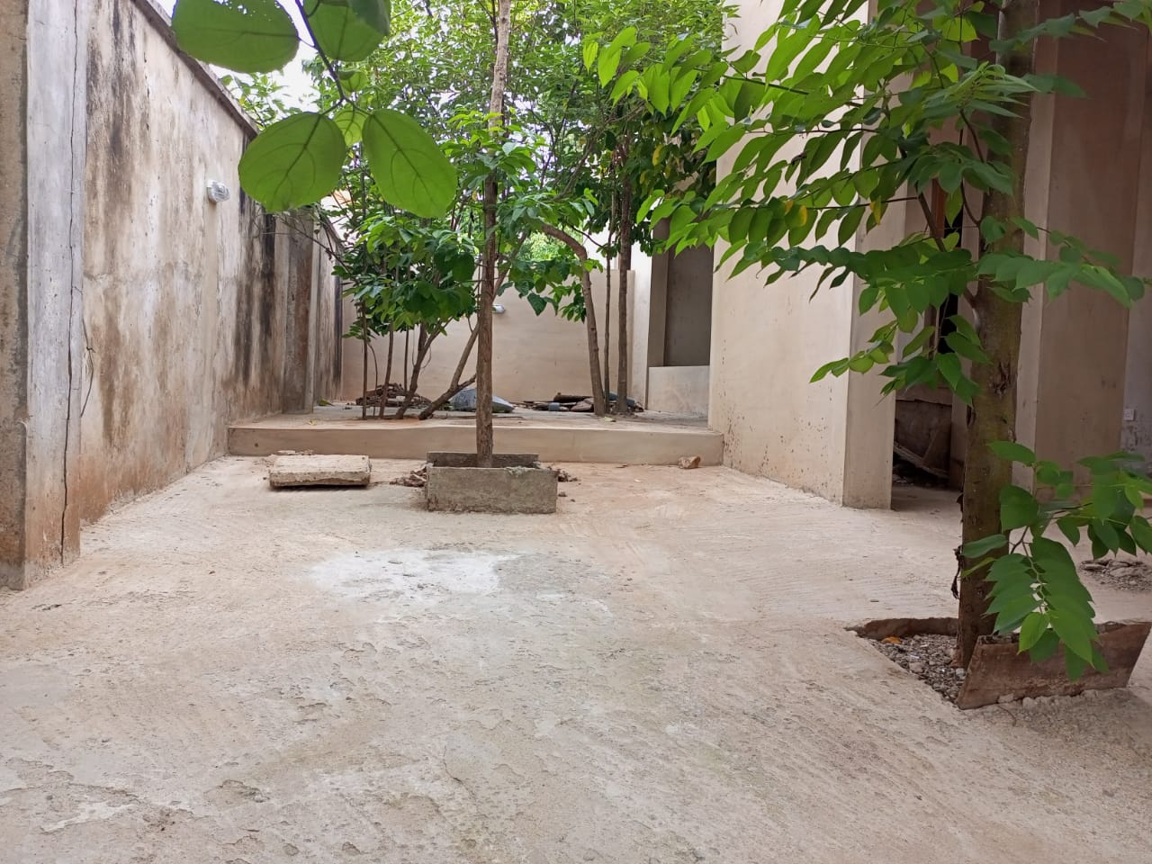 Preserved trees growing through an intimate Okpara House courtyard